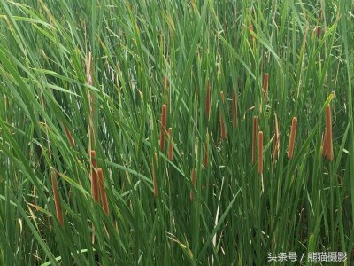 ​粽子形状的香包怎么做视频 粽子香囊的缝制方法