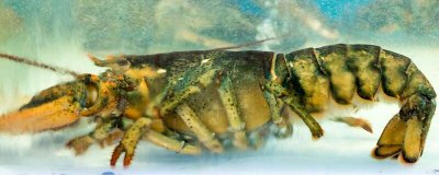 ​虾头上面黄的能不能吃 虾头的虾黄能吃吗有毒吗