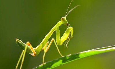 ​幼年螳螂喜欢吃什么 螳螂吃什么东西长大
