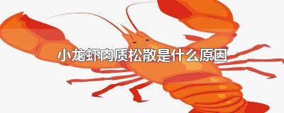 ​小龙虾肉质松软 麻辣小龙虾肉质松散是为什么