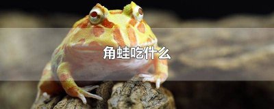 ​角蛙吃什么