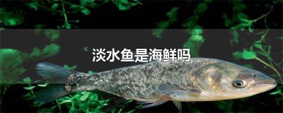 ​淡水鱼属于海鲜吗还是河鲜 淡水鱼属于海鲜嘛?