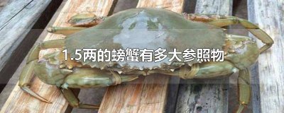 ​1.5两的螃蟹有多大参照物 1.2两的螃蟹有多大参照物