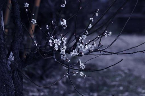 江疏影名字中的疏影出自哪首诗