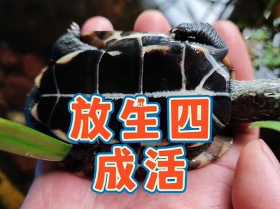 ​乌龟放生到河里能活吗（把乌龟放生小河可以吗）