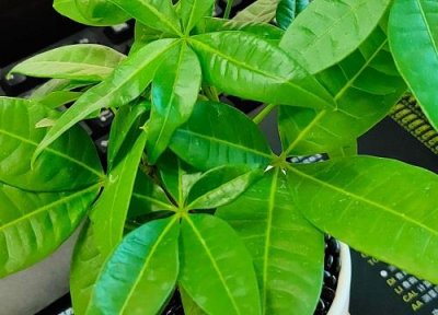 ​发财树长高了怎么修剪枝叶（修剪发财树的正确方法）