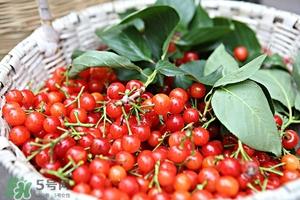 樱桃不洗能吃吗?没洗的樱桃可以吃吗 樱桃不洗能吃吗?没洗的樱桃可以吃吗