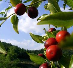 孕妇可以吃酸枣吗？酸枣的功效与作用