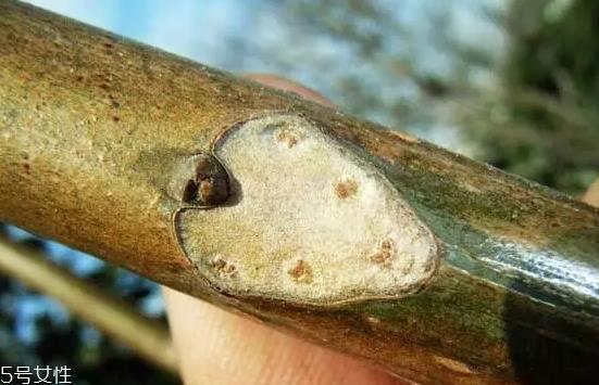 香椿和臭椿有什么区别?臭椿有毒不能吃 香椿和臭椿有什么区别?臭椿有毒不能吃