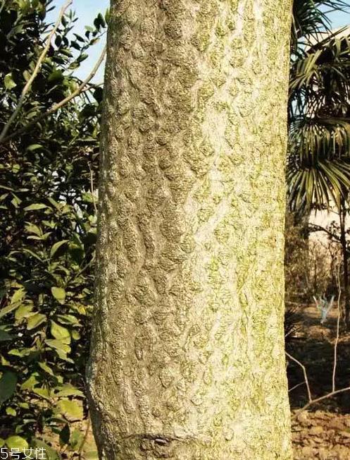 香椿和臭椿有什么区别?臭椿有毒不能吃 香椿和臭椿有什么区别?臭椿有毒不能吃