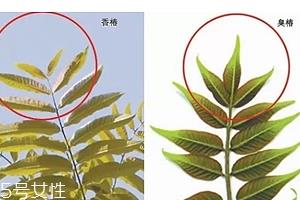 香椿和臭椿有什么区别?臭椿有毒不能吃 香椿和臭椿有什么区别?臭椿有毒不能吃