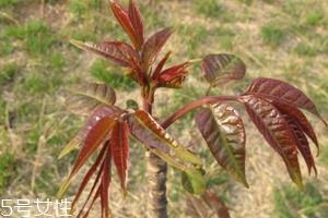 香椿和臭椿有什么区别?臭椿有毒不能吃 香椿和臭椿有什么区别?臭椿有毒不能吃