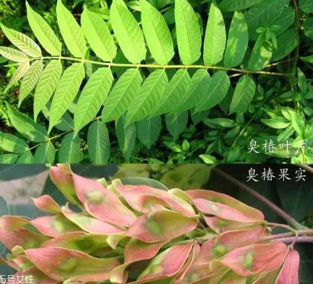 香椿和臭椿有什么区别?臭椿有毒不能吃 香椿和臭椿有什么区别?臭椿有毒不能吃