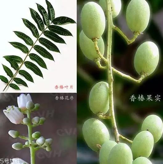 香椿和臭椿有什么区别?臭椿有毒不能吃 香椿和臭椿有什么区别?臭椿有毒不能吃