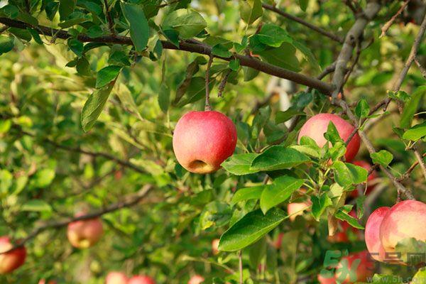 苹果皮上的蜡对身体有害吗?苹果蜡吃了会 苹果皮上的蜡对身体有害吗?苹果蜡吃了会