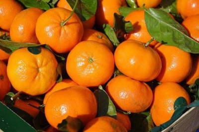 ​柑橘可以煮吗 柑橘吃法