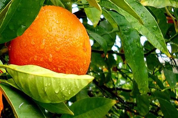 柑橘可以煮吗 柑橘吃法 柑橘可以煮吗 柑橘吃法