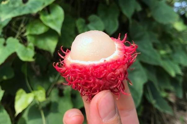 红毛丹的热量 红毛丹的核为什么都连着肉 红毛丹的热量 红毛丹的核为什么都连着肉