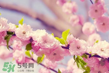 3月份有樱花吗?三月份樱花都开了吗? 3月份有樱花吗?三月份樱花都开了吗?