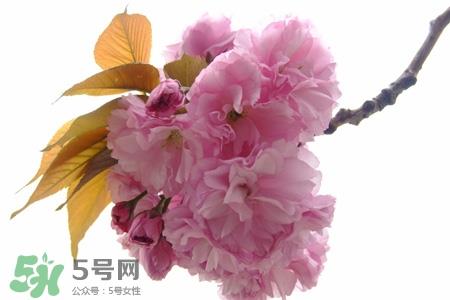 3月份有樱花吗?三月份樱花都开了吗? 3月份有樱花吗?三月份樱花都开了吗?