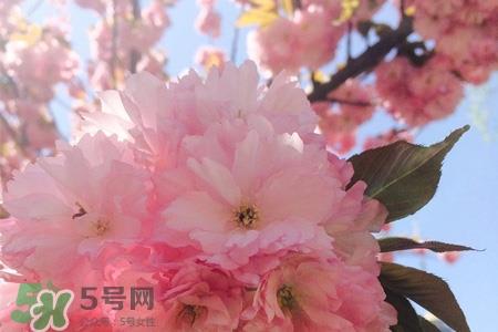 3月份有樱花吗?三月份樱花都开了吗? 3月份有樱花吗?三月份樱花都开了吗?