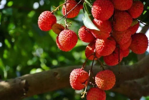 荔枝有酒精含量吗 吃荔枝可以查出酒驾是真的吗