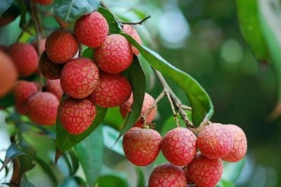 ​荔枝有酒精含量吗 吃荔枝可以查出酒驾是真的吗