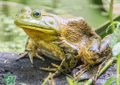 牛蛙算海鲜吗?牛蛙和青蛙的区别 牛蛙算海鲜吗?牛蛙和青蛙的区别