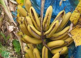 香蕉自己裂开是什么原因?香蕉裂开能吃吗? 香蕉自己裂开是什么原因?香蕉裂开能吃吗?