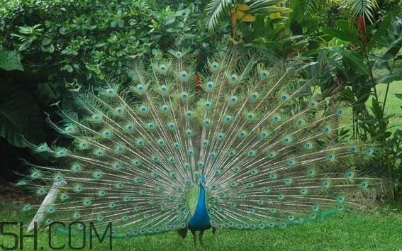 女生说孔雀是什么意思？女生说孔雀怎么回复