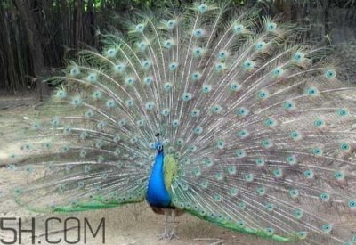 ​女生说孔雀是什么意思？女生说孔雀怎么回复