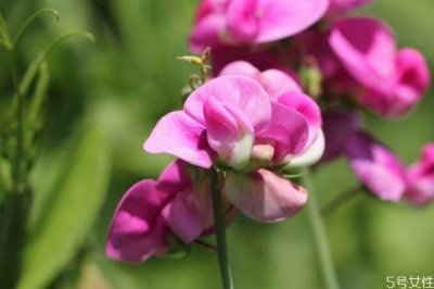 ​什么是香豌豆呢 香豌豆有什么作用呢