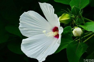 ​芙蓉葵的花语是什么呢 芙蓉葵的种植有什么注意的呢