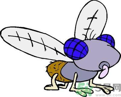 夏天家中有苍蝇怎么办?夏天如何灭苍蝇? 夏天家中有苍蝇怎么办?夏天如何灭苍蝇?