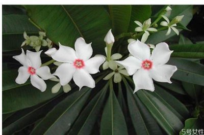 ​什么是海杧果呢 海杧果有什么作用呢