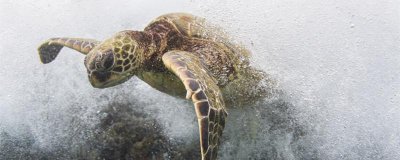 ​巴西龟能长多大