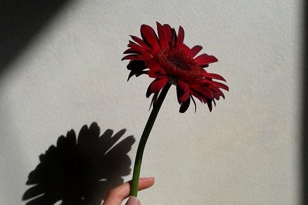 生活1999年属什么生肖:生肖兔五行属木 2