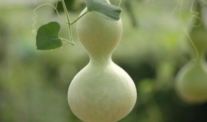 7e479734d9e3835bae2a9db03ac6caba.png 葫芦.png