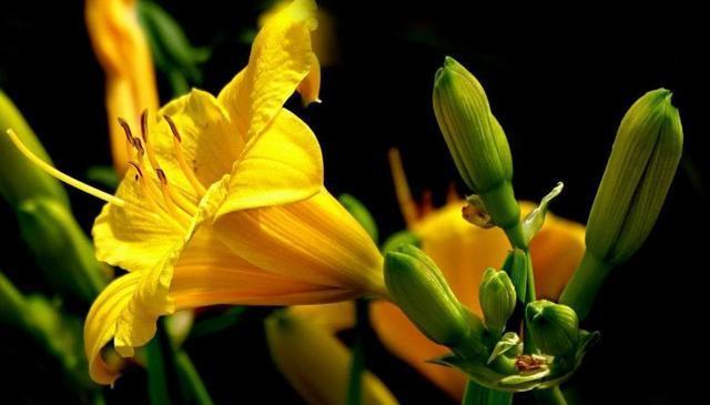 金针菜最好吃的做法,简单美味又下饭,看看你喜欢吃不?