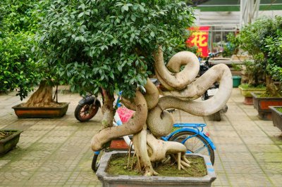 ​人参榕盆景如何修剪