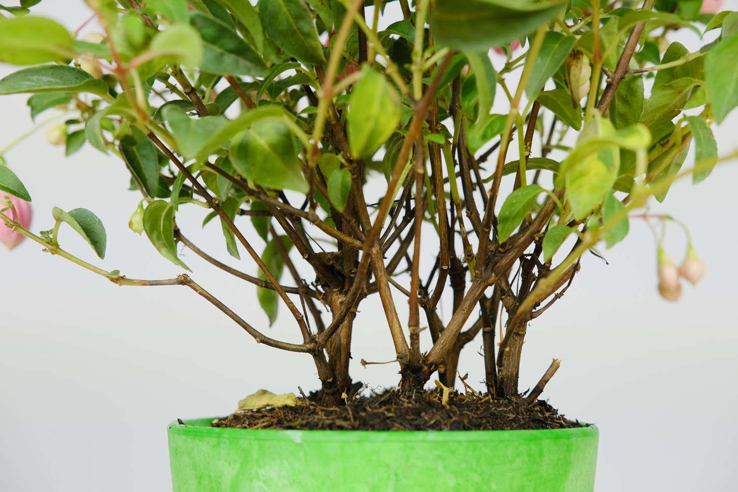 倒挂金钟 倒挂金钟