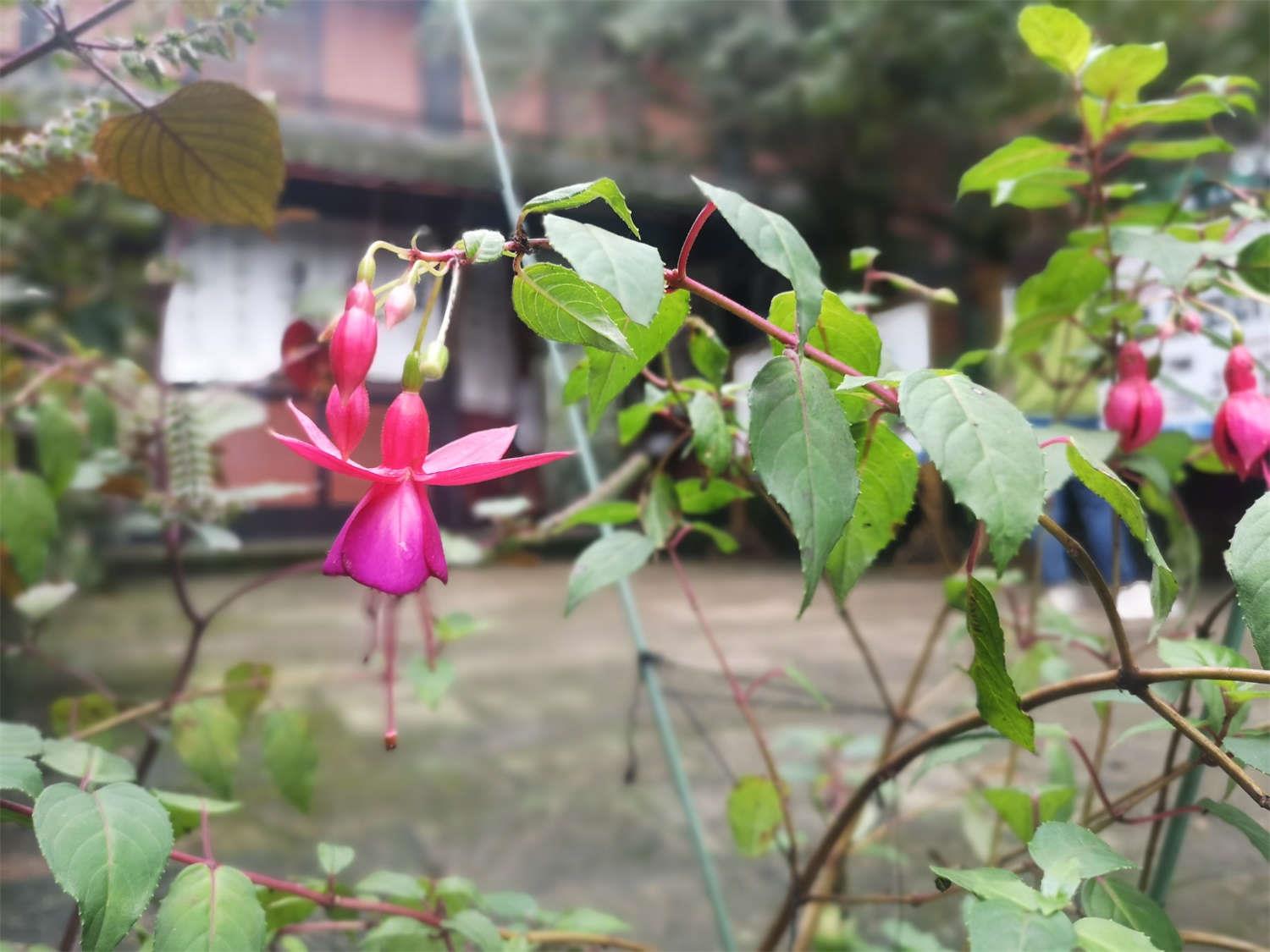 倒挂金钟 倒挂金钟