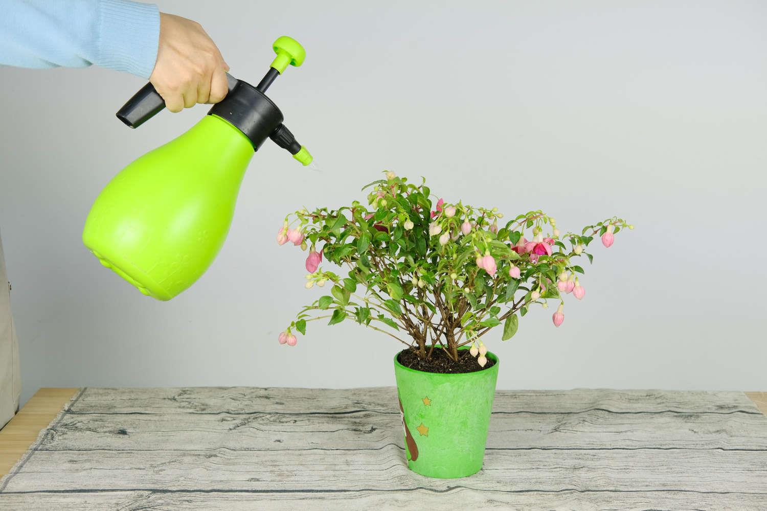 倒挂金钟 倒挂金钟