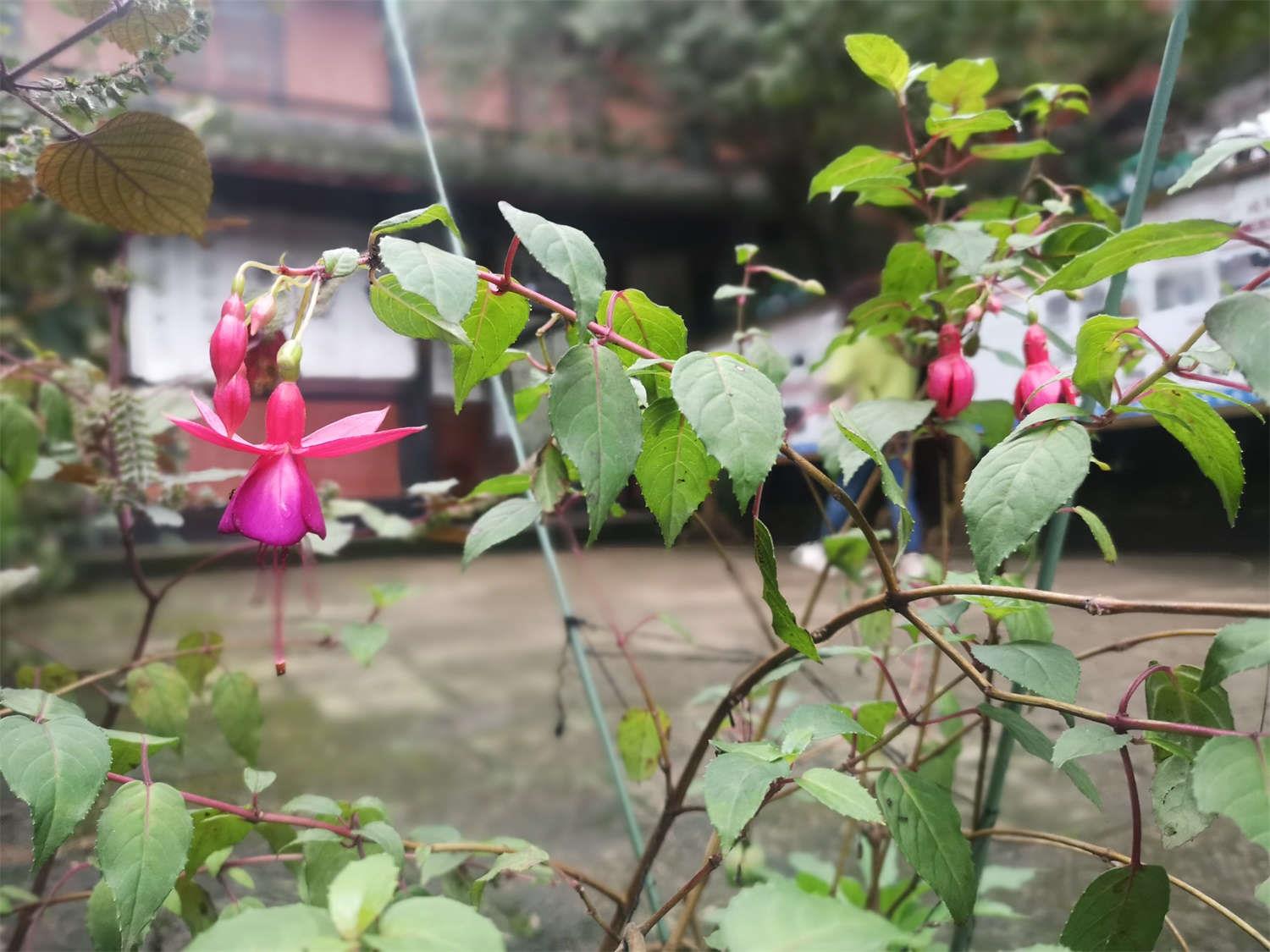 倒挂金钟 倒挂金钟