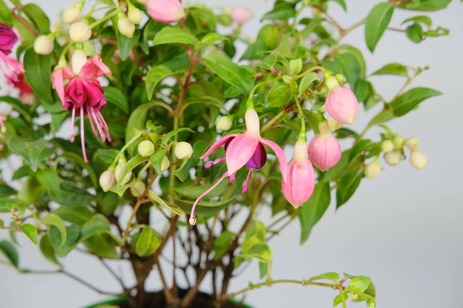 倒挂金钟 倒挂金钟