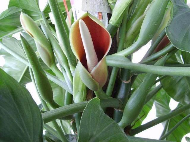 花友养的绿萝开花啦,还特别漂亮,你的绿萝会开花吗