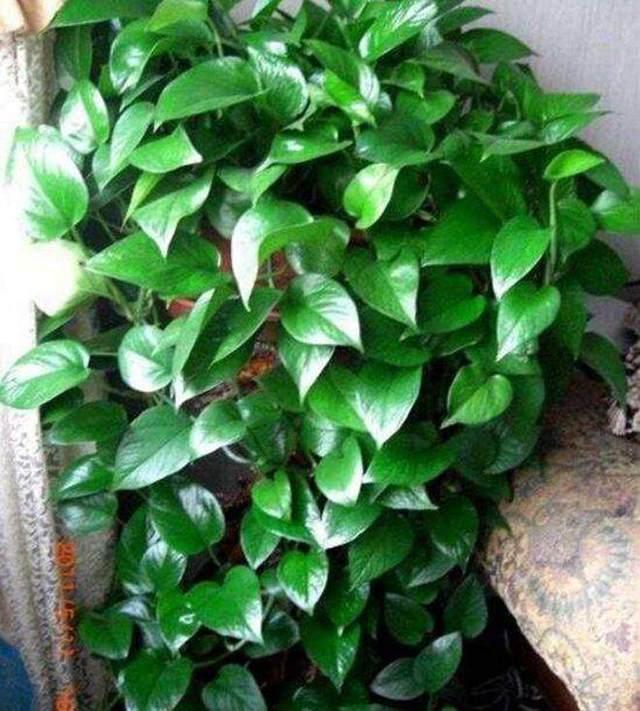 花友养的绿萝开花啦,还特别漂亮,你的绿萝会开花吗