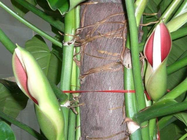 花友养的绿萝开花啦,还特别漂亮,你的绿萝会开花吗