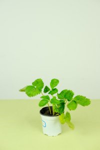 ​适合春季吃的水果