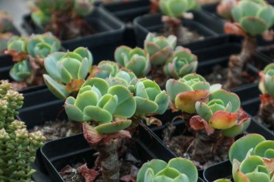 ​玉蝶多肉怎么发侧芽